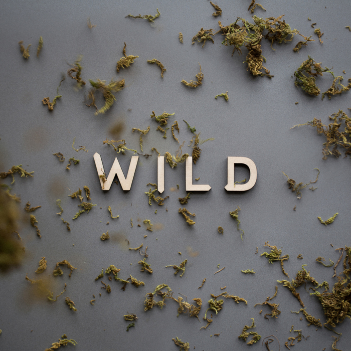 Pine Typeface
